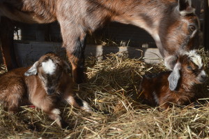 Chip, Belle and Nala