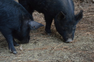 American Guinea Hogs