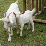 Hope doeling